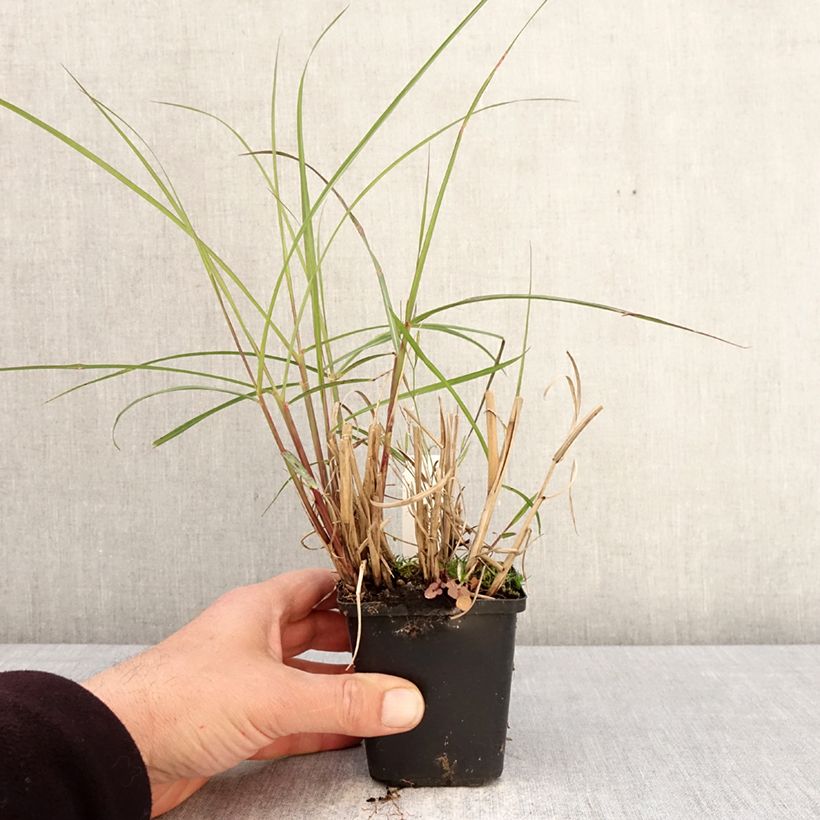 Exemplar von Chinaschilf Aperitiv - Miscanthus sinensis Kleine Töpfe von 8/9 cm wie im Frühjahr geliefert