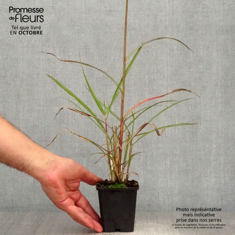 Exemplar von Chinaschilf Boucle - Miscanthus sinensis Topf mit 1,5L/2L wie im Herbst geliefert