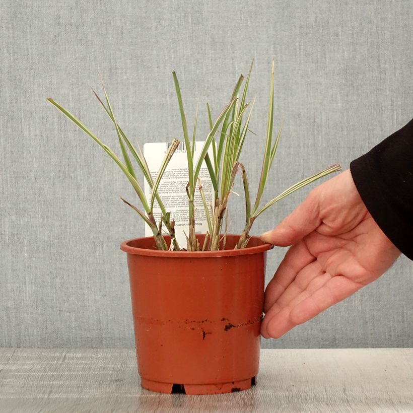 Example of Chinaschilf Cabaret - Miscanthus sinensis var.condensatus Topf mit 1L/1,5L as you get in printemps