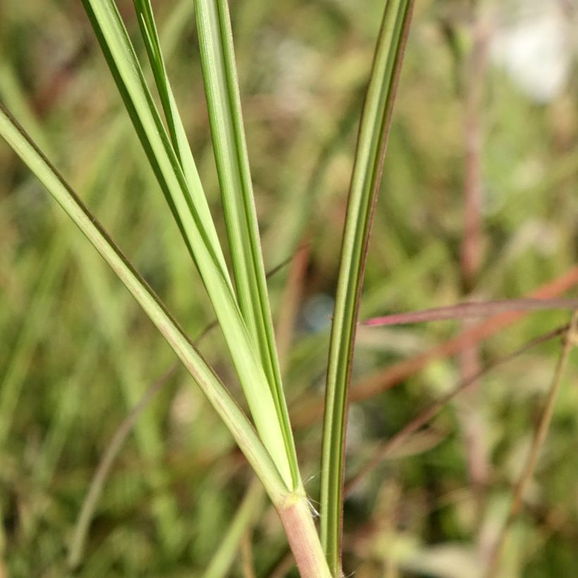 Chinaschilf China - Miscanthus sinensis (Laub)