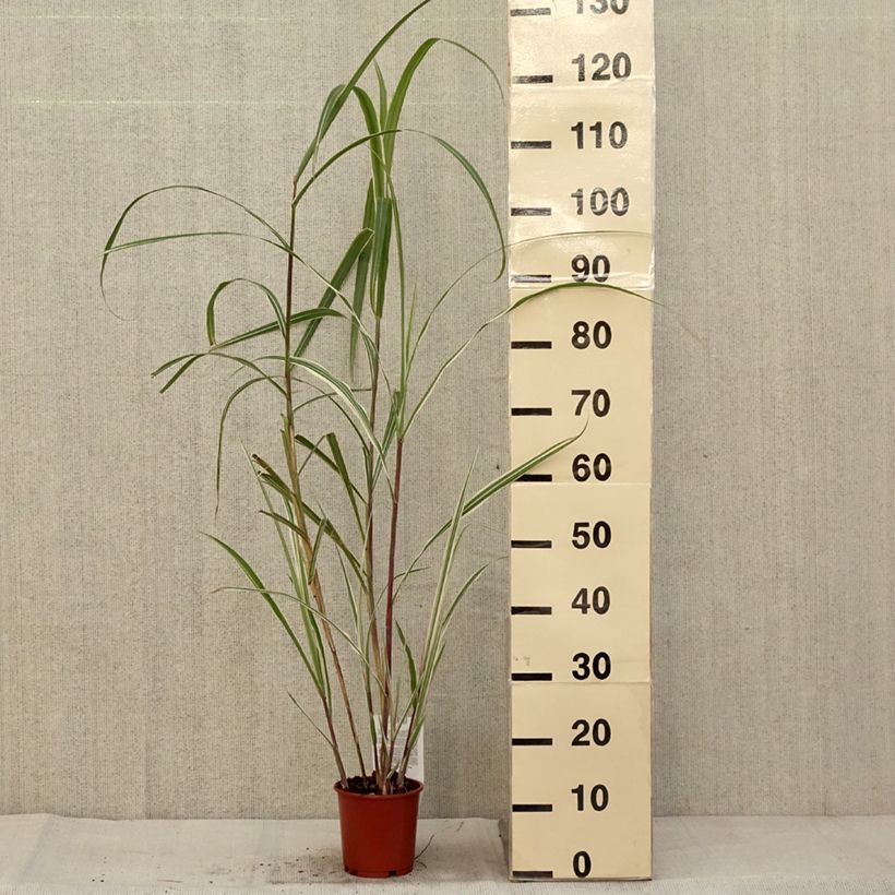Exemplar von Miscanthus sinensis Cosmopolitan - Eulalie, Roseau de Chine Pot de 1L/1,5L wie im Herbst geliefert