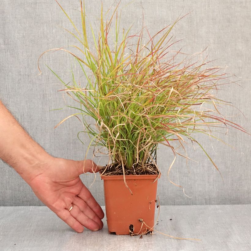 Exemplar von Chinaschilf Cute One - Miscanthus sinensis Topf mit 1L/1,5L wie im Sommer geliefert