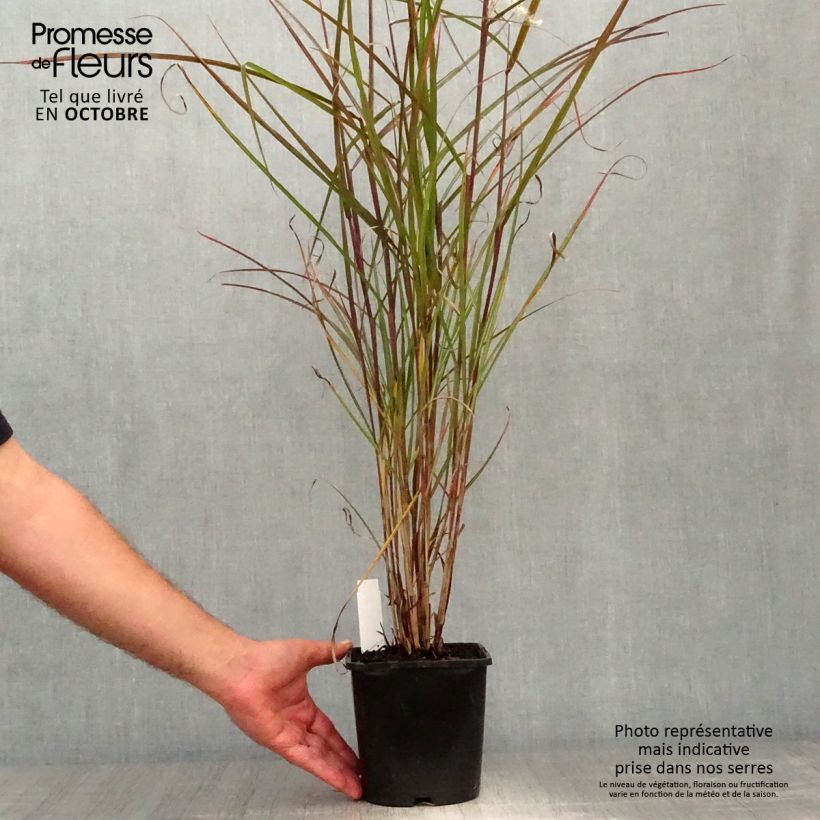 Exemplar von Chinaschilf Dronning Ingrid - Miscanthus sinensis Kleine Töpfe von 8/9 cm wie im Herbst geliefert