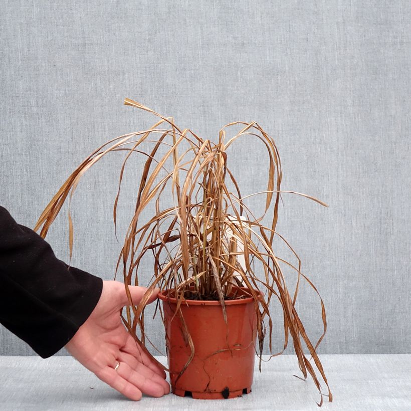 Exemplar von Miscanthus sinensis Ghana - Roseau de Chine Pot de 1L/1,5L wie im Winter geliefert