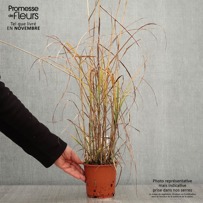 Exemplar von Miscanthus sinensis Kaskade - Roseau de Chine Pot de 1L/1,5L wie im Herbst geliefert