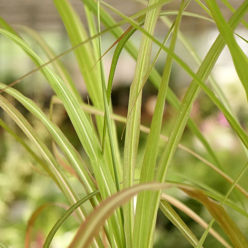Chinaschilf Kaskade - Miscanthus sinensis (Foliage)