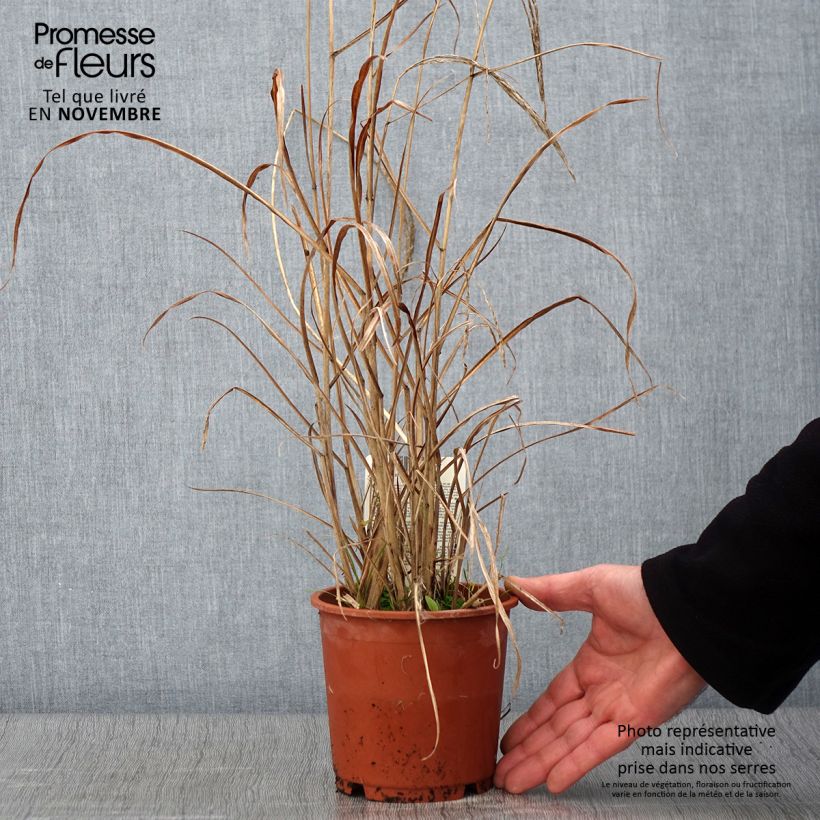 Exemplar von Miscanthus sinensis Kleine Fontäne (Petite Fontaine) Pot de 1L/1,5L wie im Herbst geliefert