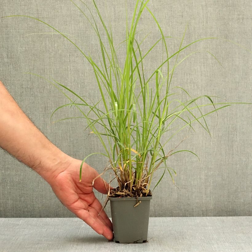 Exemplar von Chinaschilf Little Miss - Miscanthus sinensis Kleine Töpfe von 8/9 cm wie im Frühjahr geliefert