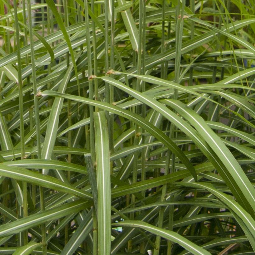 Chinaschilf Malepartus - Miscanthus sinensis (Foliage)