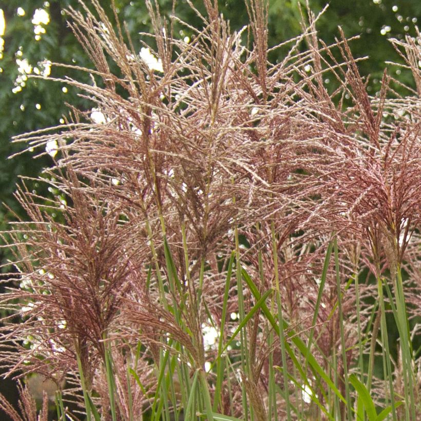 Chinaschilf Malepartus - Miscanthus sinensis (Flowering)