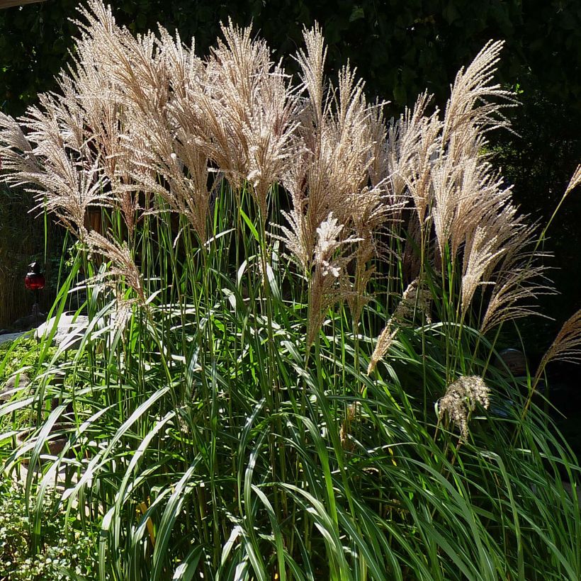 Chinaschilf Malepartus - Miscanthus sinensis (Plant habit)