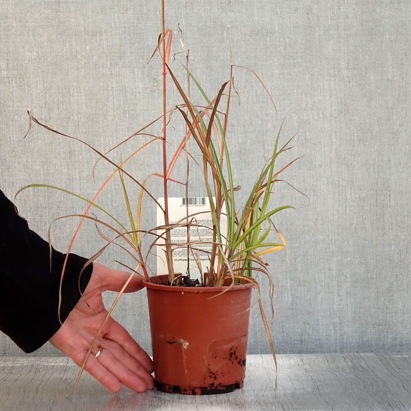 Exemplar von Chinaschilf Malepartus - Miscanthus sinensis Topf mit 1L/1,5L wie im Herbst geliefert