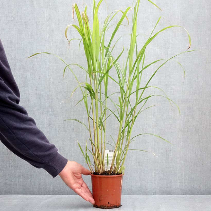 Example of Chinaschilf Malepartus - Miscanthus sinensis Topf mit 1L/1,5L as you get in printemps