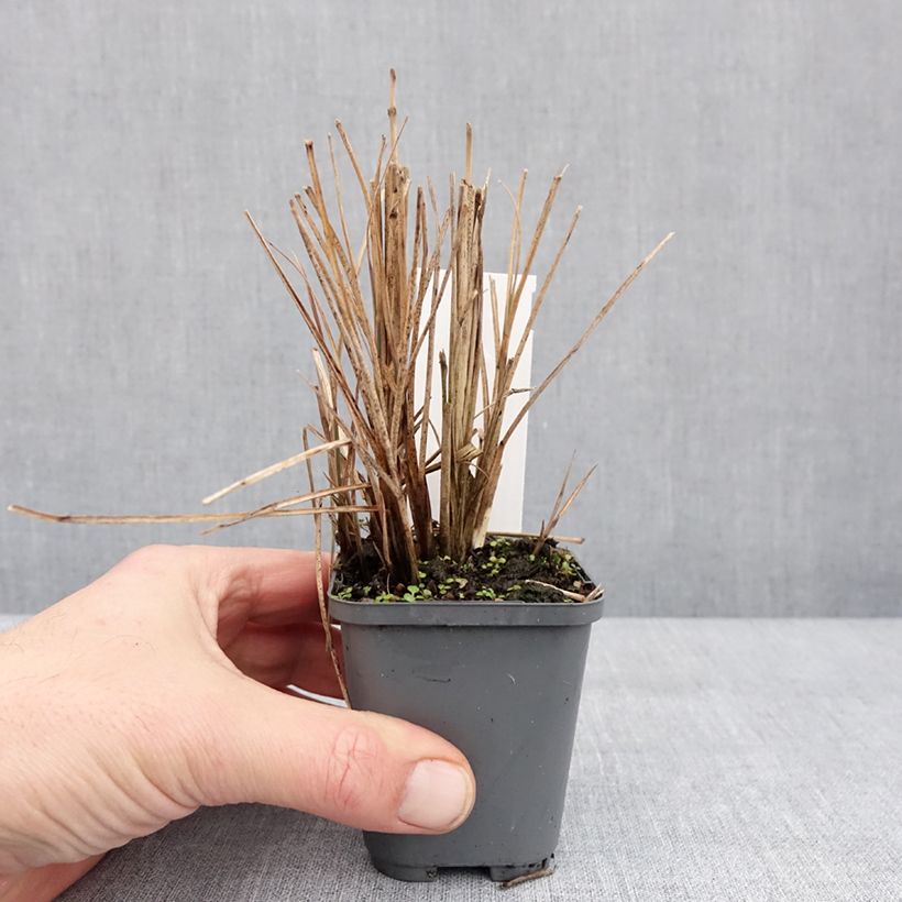 Exemplar von Miscanthus sinensis Morning Bright - Roseau de Chine Godet de 8/9 cm wie im Winter geliefert