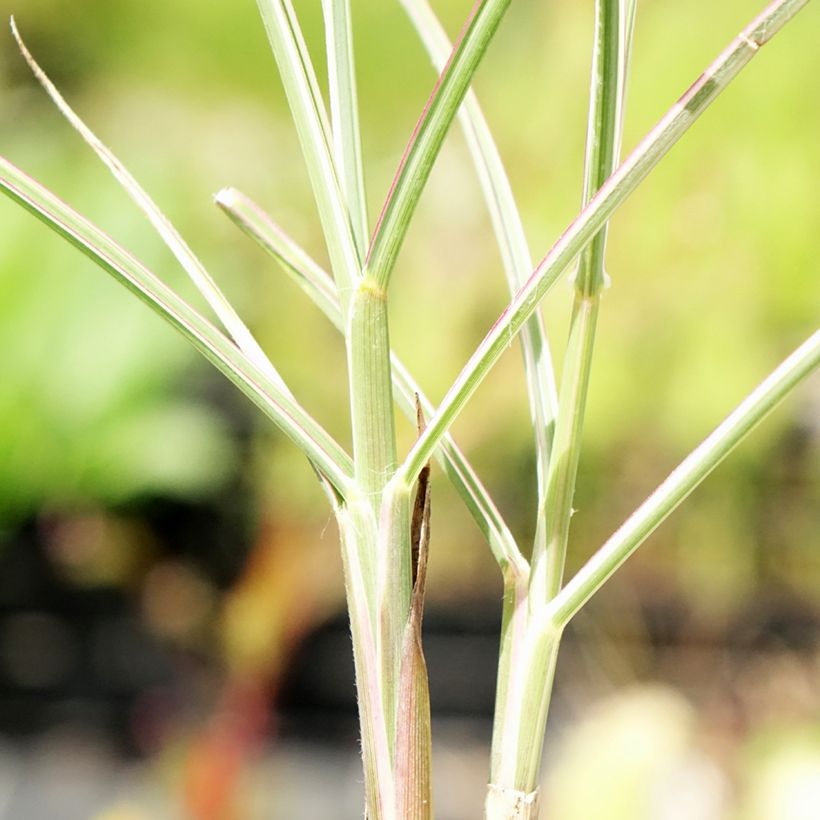 Chinaschilf Morning Bright - Miscanthus sinensis (Laub)