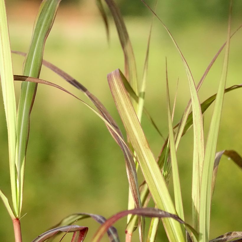 Chinaschilf Nippon - Miscanthus sinensis (Foliage)