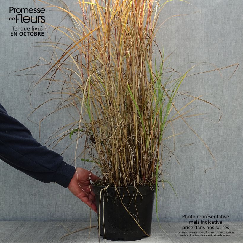 Exemplar von Miscanthus sinensis Red Chief - Roseau de Chine Pot de 4L/5L wie im Herbst geliefert