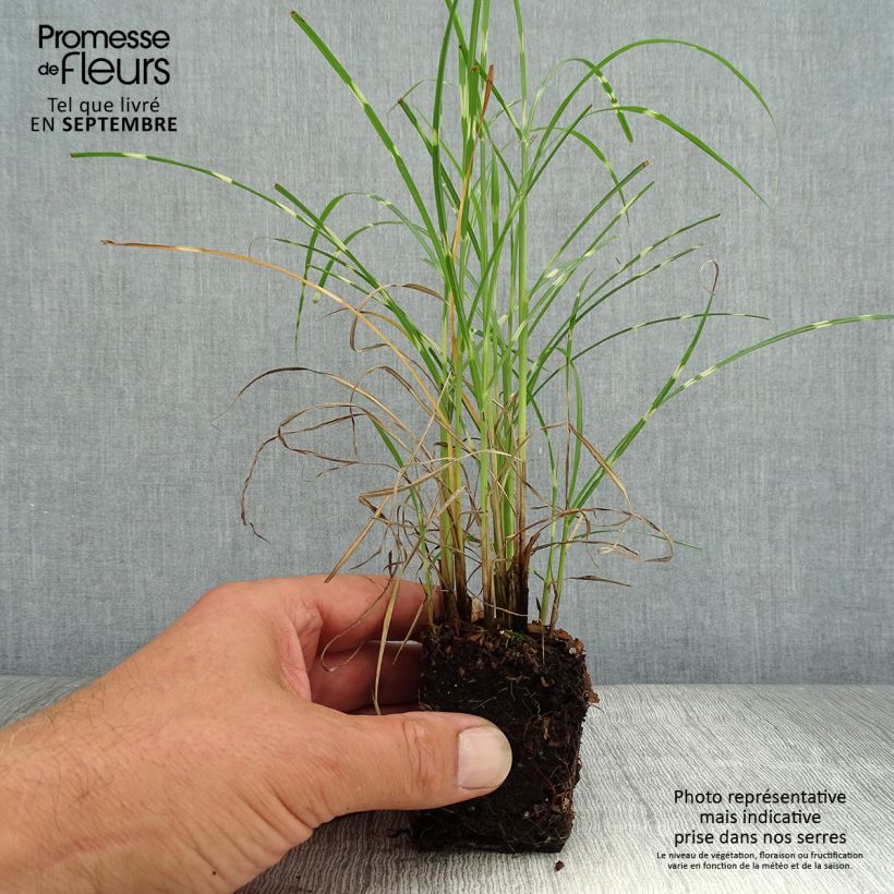 Example of Chinaschilf Strictus Dwarf - Miscanthus sinensis Mini-Plug Ø 3/4 cm as you get in automne