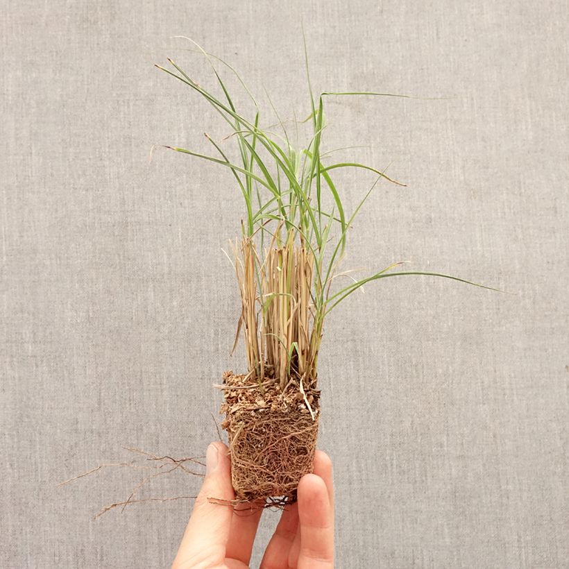 Exemplar von Chinaschilf Strictus Dwarf - Miscanthus sinensis Mini-Plug Ø 3/4 cm wie im Frühjahr geliefert