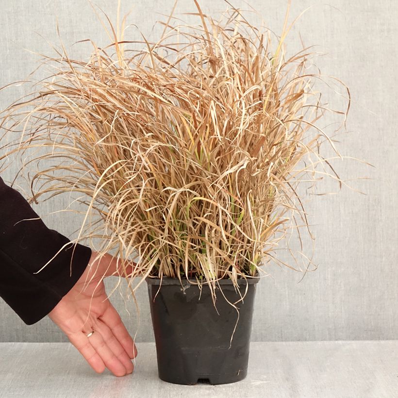 Exemplar von Chinaschilf Strictus Dwarf - Miscanthus sinensis Topf mit 2L/3L wie im Herbst geliefert