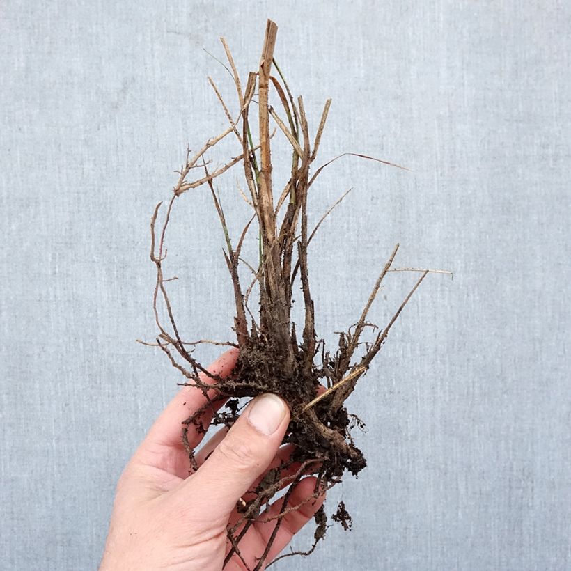 Exemplar von Chinaschilf Yaku-Jima - Miscanthus sinensis Wurzelnackt wie im Winter geliefert