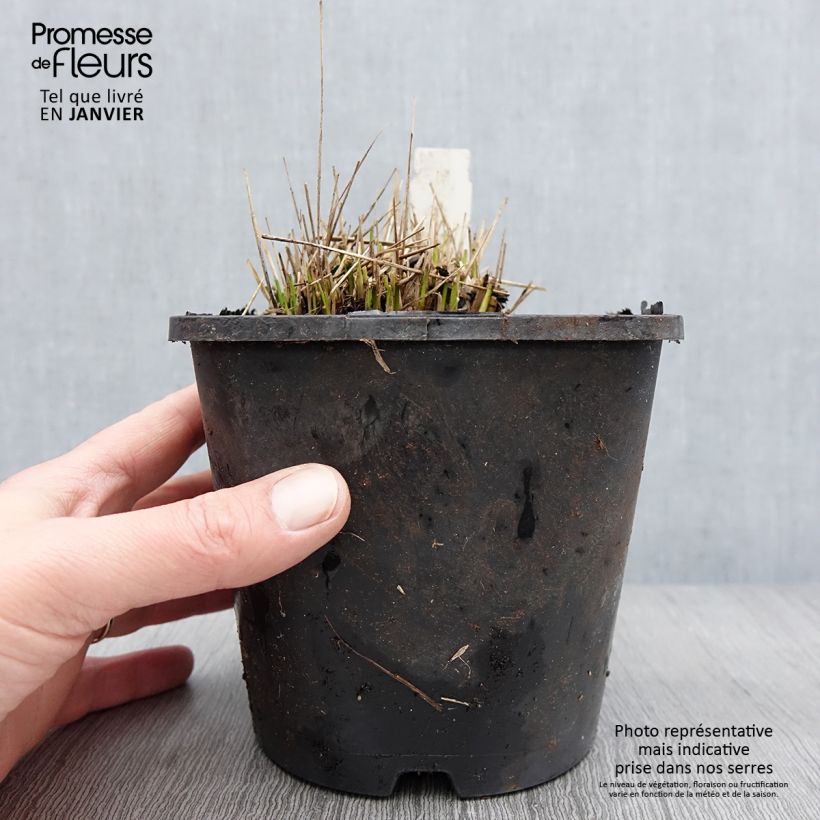 Exemplar von Molinia caerulea Heidezwerg - Molinie bleue à fleurs pourpre Pot de 2L/3L wie im Winter geliefert