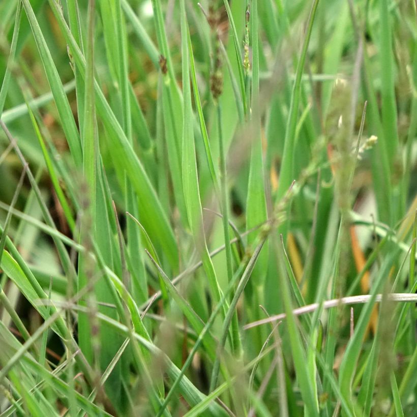 Molinia caerulea Moorflamme - Blaue Pfeifengras (Laub)