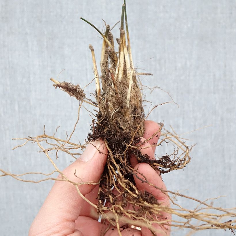 Exemplar von Molinia caerulea Moorhexe - Blaue Pfeifengras Wurzelnackt wie im Winter geliefert