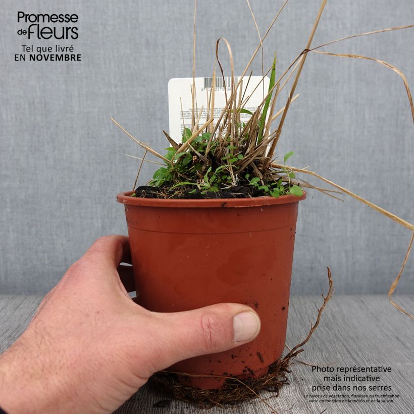 Exemplar von Molinia caerulea ssp arundinacea Fontäne Pot de 1L/1,5L wie im Herbst geliefert