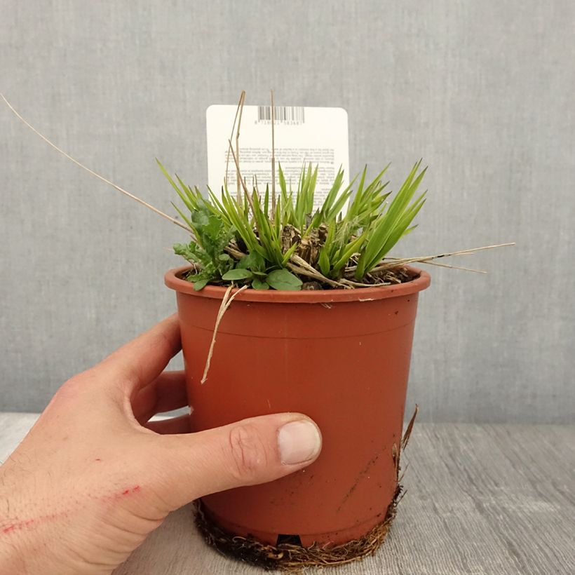 Example of Molinia caerulea subsp. arundinacea Fontäne - Rohr-Pfeifengras Topf mit 1L/1,5L as you get in printemps