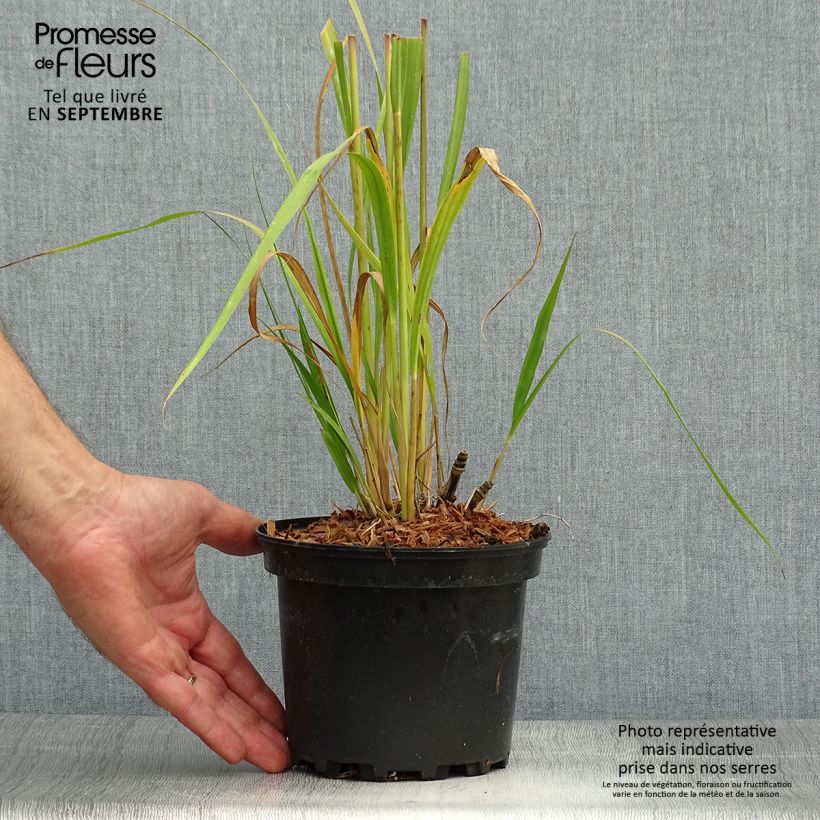 Exemplar von Molinia caerulea subsp. arundinacea Transparent - Rohr-Pfeifengras Topf mit 2L/3L wie im Herbst geliefert