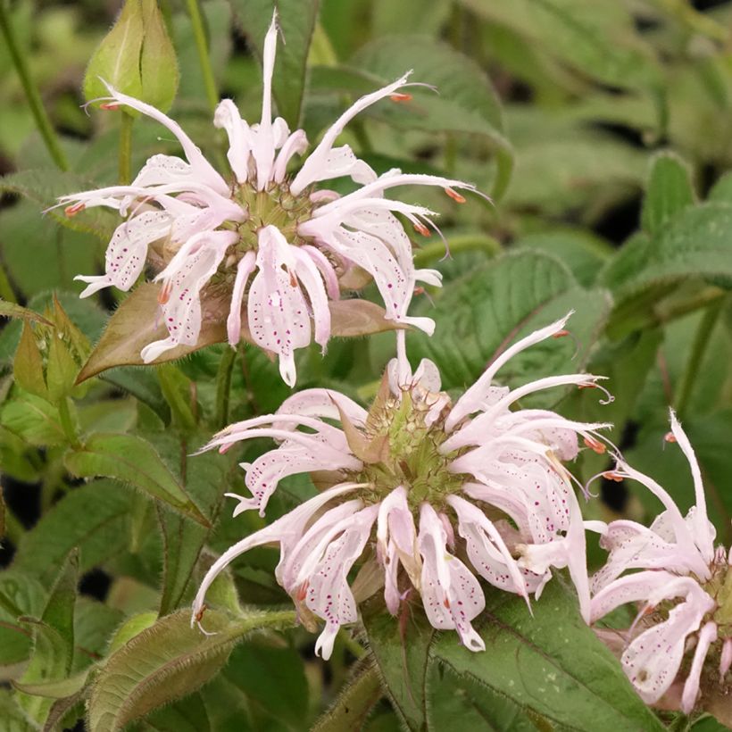 Monarda bradburiana - Indianernessel (Blüte)