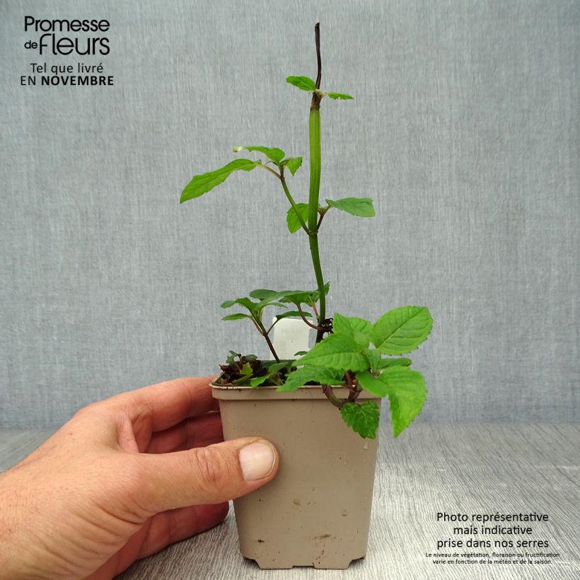 Exemplar von Monarda Jacob Cline - Indianernessel Kleine Töpfe von 8/9 cm wie im Herbst geliefert