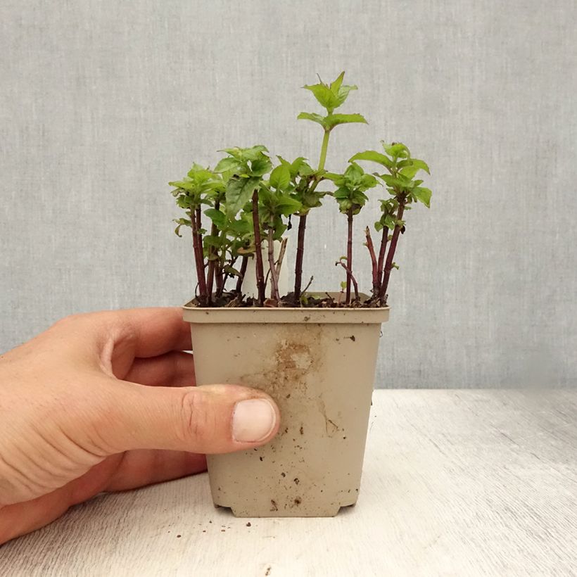 Exemplar von Monarda Petite Delight - Indianernessel Kleine Töpfe von 8/9 cm wie im Sommer geliefert