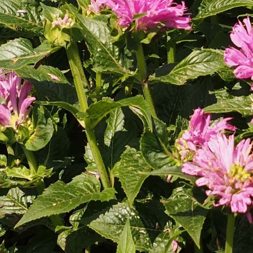 Monarda Pink Lace - Indianernessel (Foliage)
