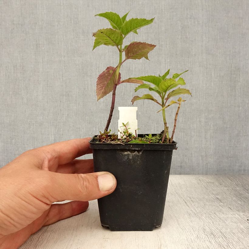 Exemplar von Monarda Pink Lace - Indianernessel Kleine Töpfe von 7/8 cm wie im Sommer geliefert