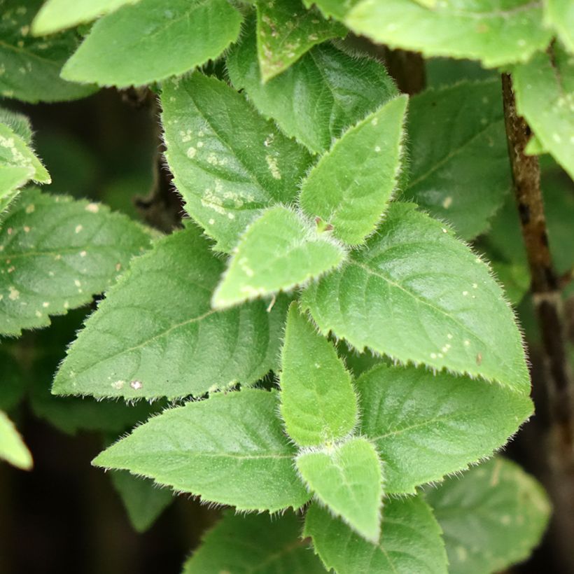 Monarda didyma Sugar Buzz Pink Frosting - Goldmelisse (Foliage)
