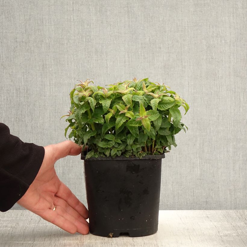 Example of Monarda didyma Sugar Buzz Pink Frosting - Goldmelisse Topf mit 1,5L/2L as you get in printemps