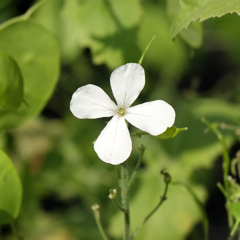 Silberblatt Alba - Lunaria annua (Blüte)