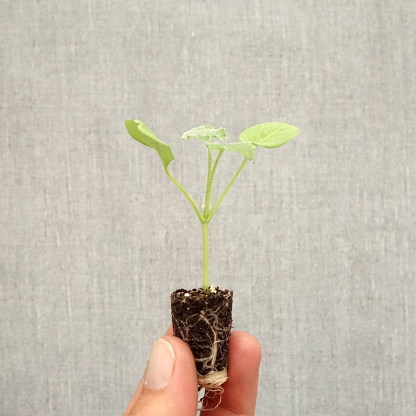 Exemplar von Silberblatt Alba - Lunaria annua Mini-Plug Ø 1,5/2,5 cm wie im Herbst geliefert