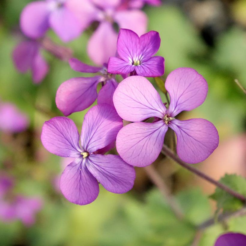 Silberblatt - Lunaria annua (Blüte)
