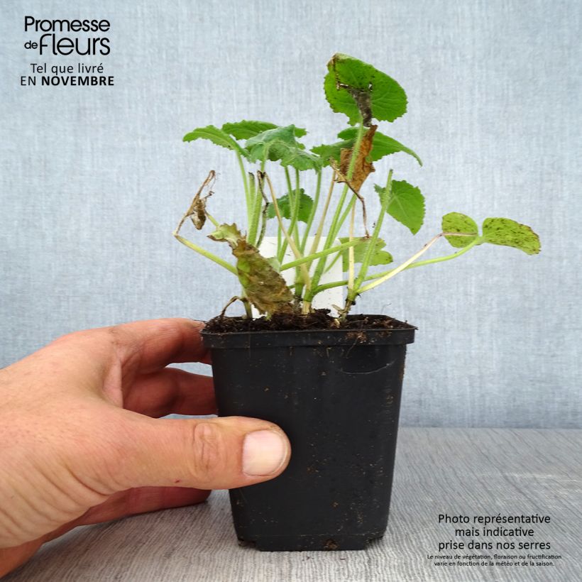 Exemplar von Monnaie du Pape - Lunaria annua Godet de 8/9 cm wie im Herbst geliefert