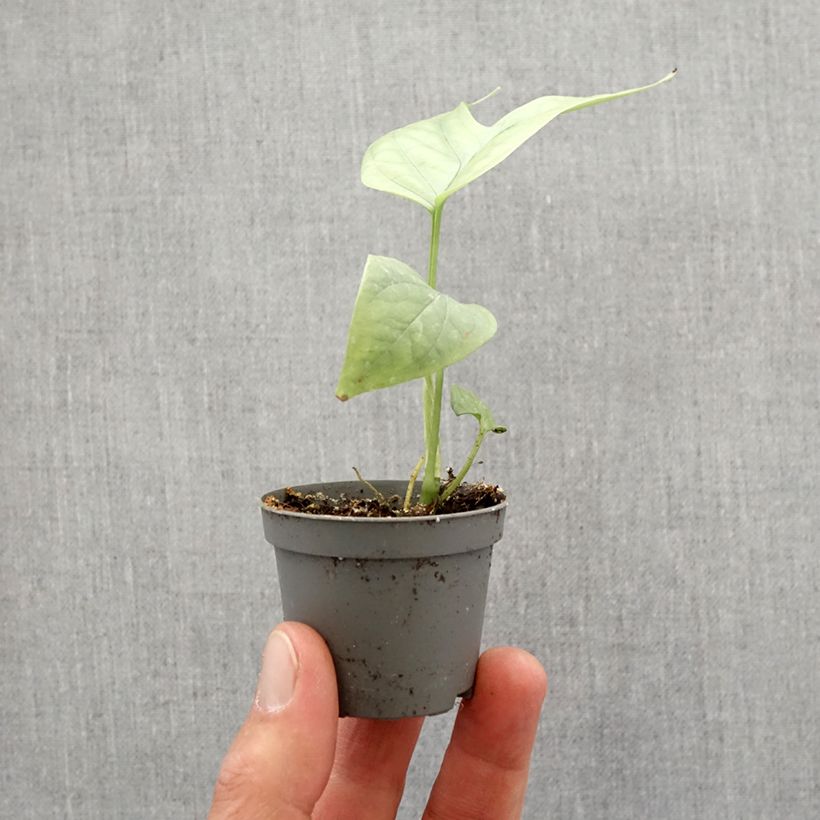 Example of Monstera Amydrium medium Silver - Fensterblatt Mini-Pflanze as you get in printemps