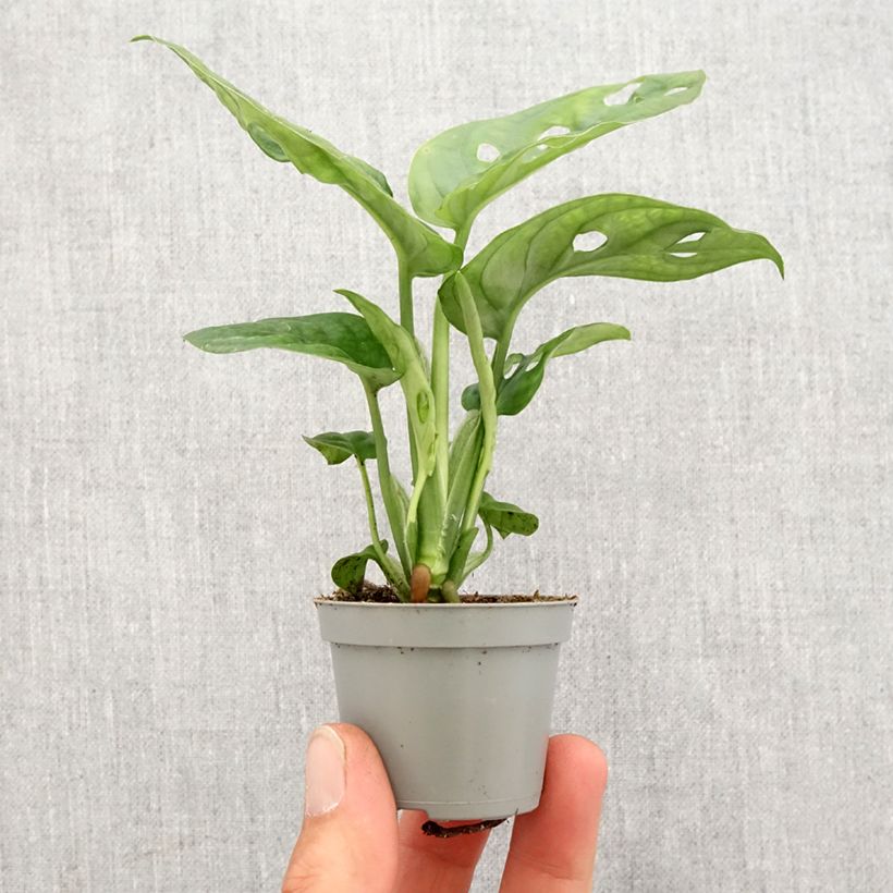 Exemplar von Monstera obliqua -Fensterblatt Mini-Pflanze wie im Frühjahr geliefert