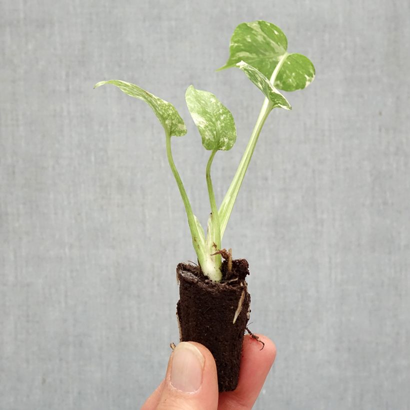 Exemplar von Monstera Thai Constellation - Fensterblatt Mini-Pflanze wie im Frühjahr geliefert