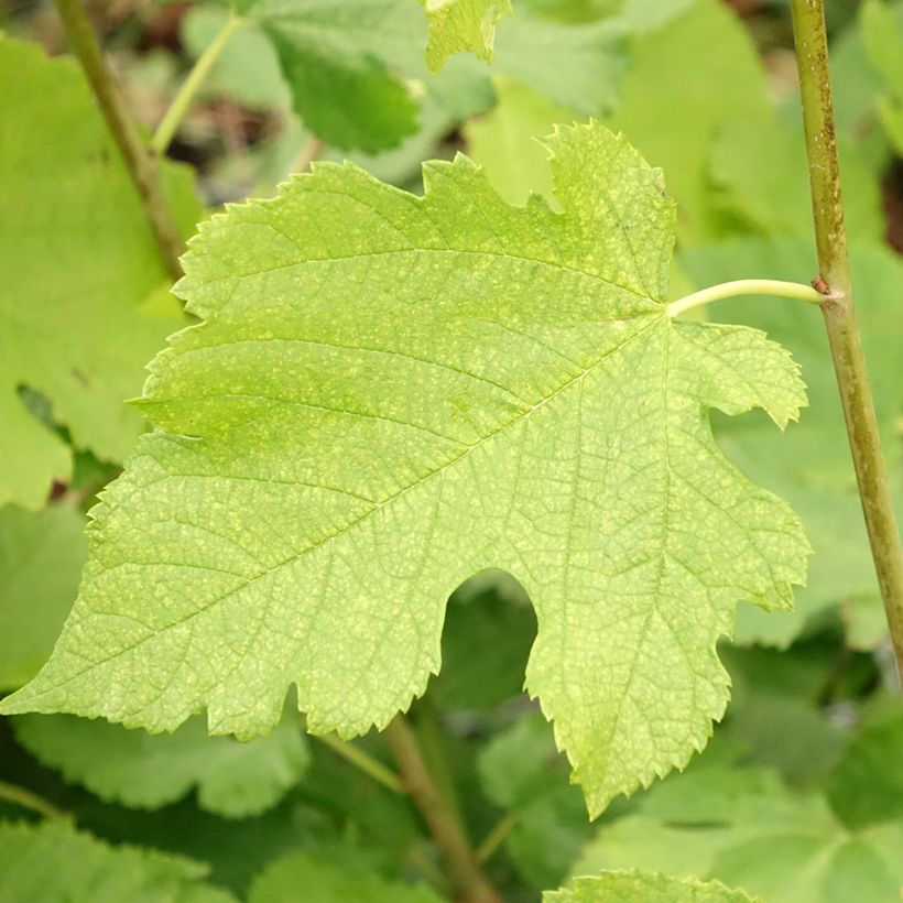 Koreanische Zwerg-Maulbeere Mulle - Morus acidosa (Laub)