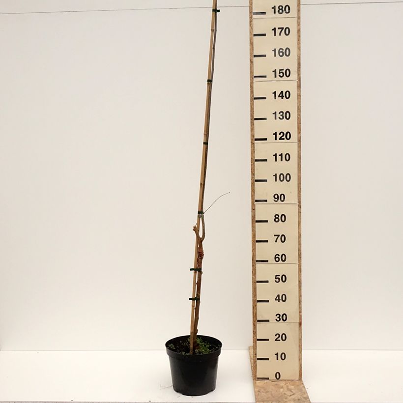 Example of Morus alba Bistro - Weißer Maulbeerbaum Topf mit 4L/5L as you get in hiver