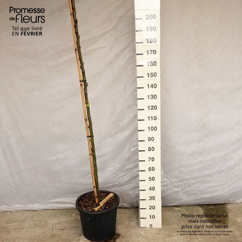 Exemplar von Morus alba Fruitless - Weißer Maulbeerbaum Topf mit 18L/20L, Hochstamm wie im Frühjahr geliefert