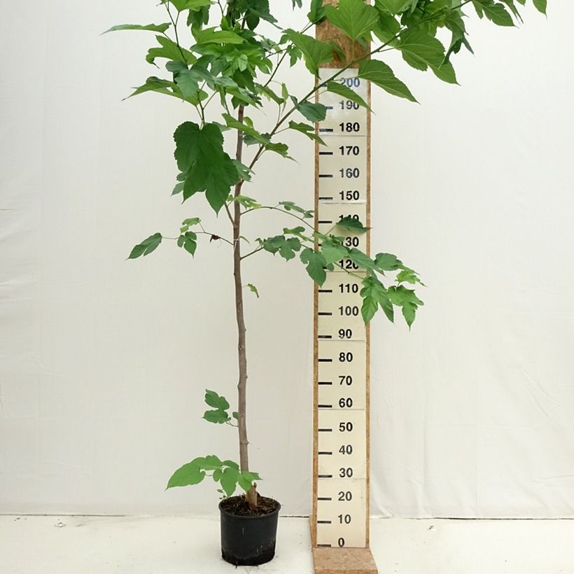 Exemplar von Morus alba Fruitless - Weißer Maulbeerbaum Topf mit 7,5L/10L wie im Sommer geliefert