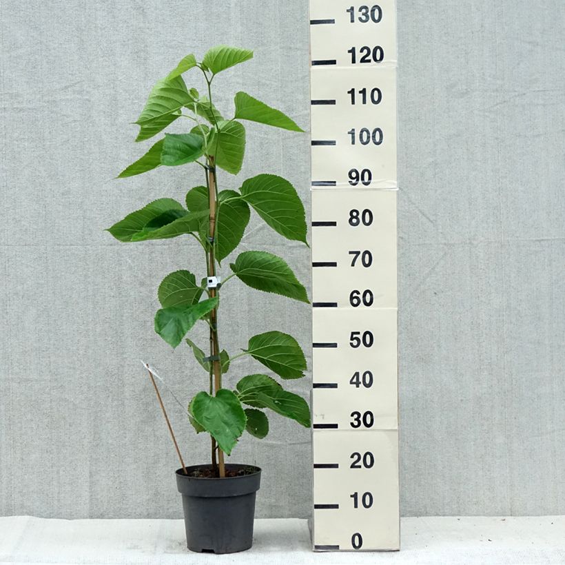 Exemplar von Morus alba Giant Fruit - Weißer Maulbeerbaum Topf mit 3L/4L wie im Sommer geliefert